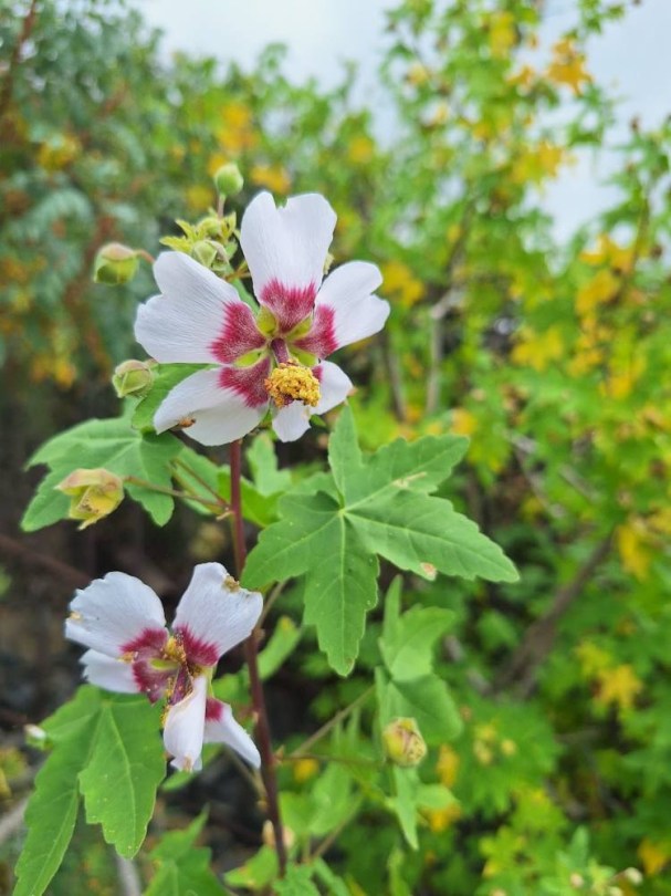 Ahornblättrige Malve, Malva acerifolia, évelő, fásszárú